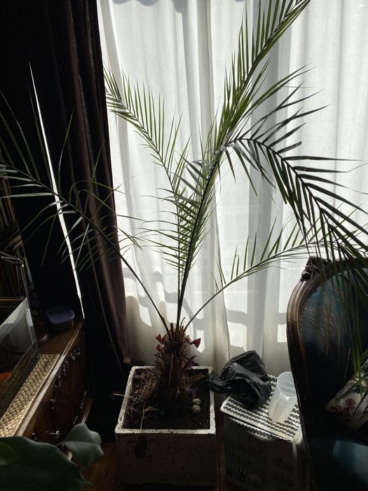 Финикова Палма Много добре гледана