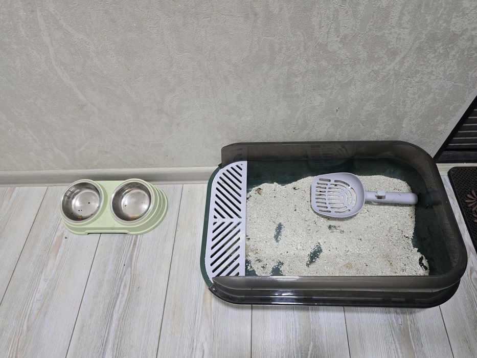 2 котики мальчик и девочка