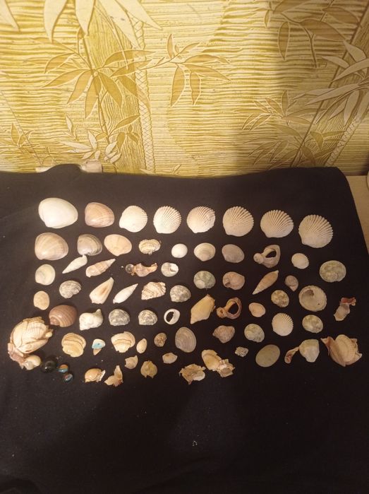 Ракушки с разных морей