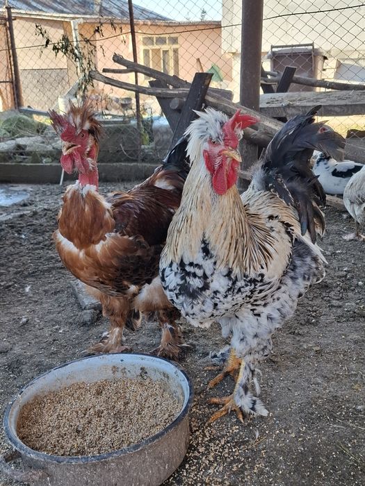 Cocosi găini de vanzare