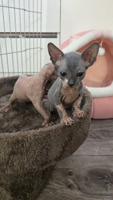 Котята канадский сфинкс