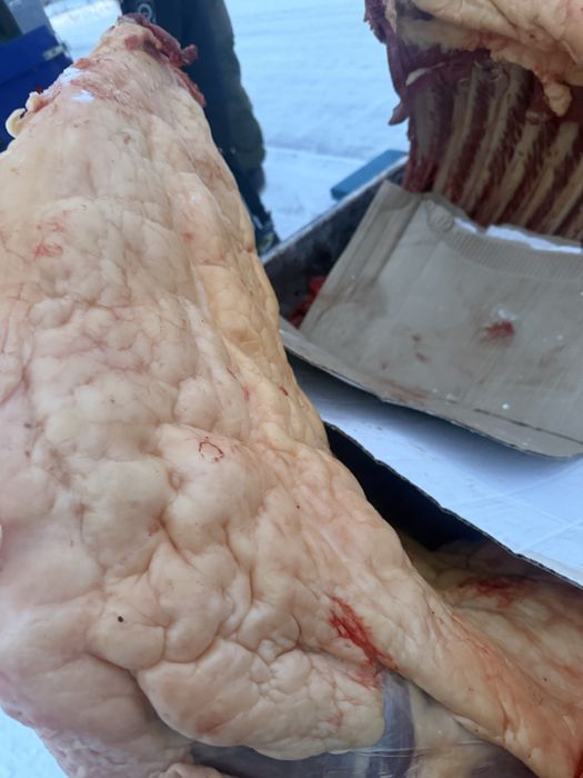 согым байтал, бие