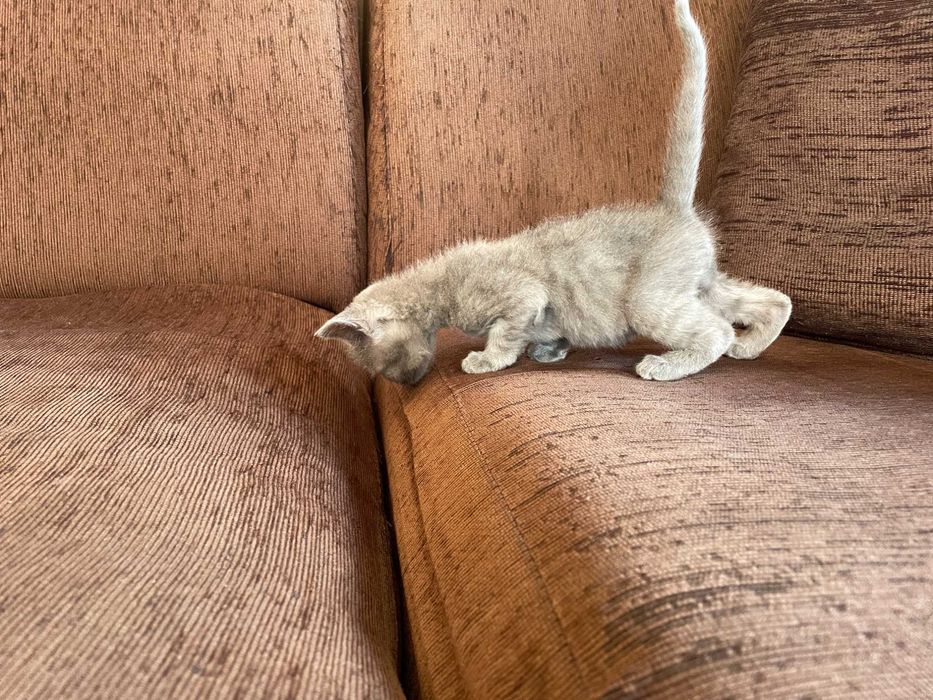 Британски котенца