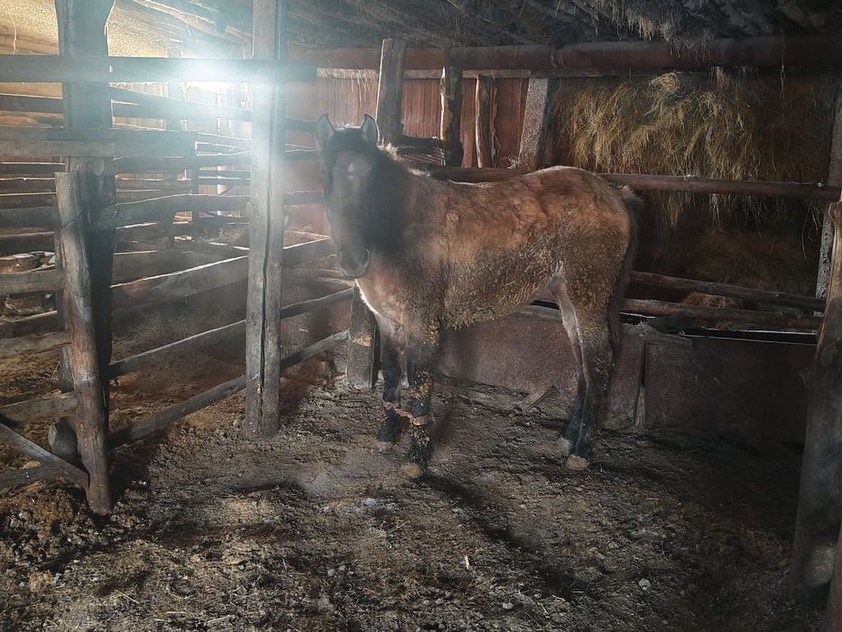 Ұрғашы тай на соғым