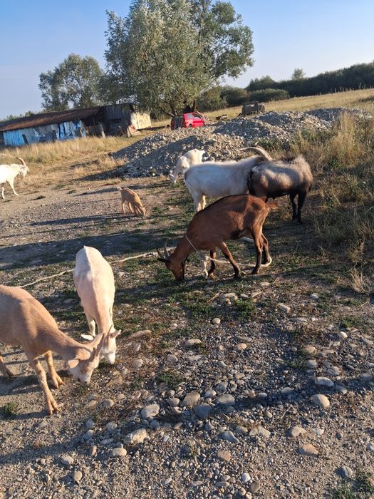 Vand capre și  țapi 11 capete