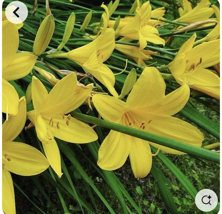 Лилейник желтый раннецветущий