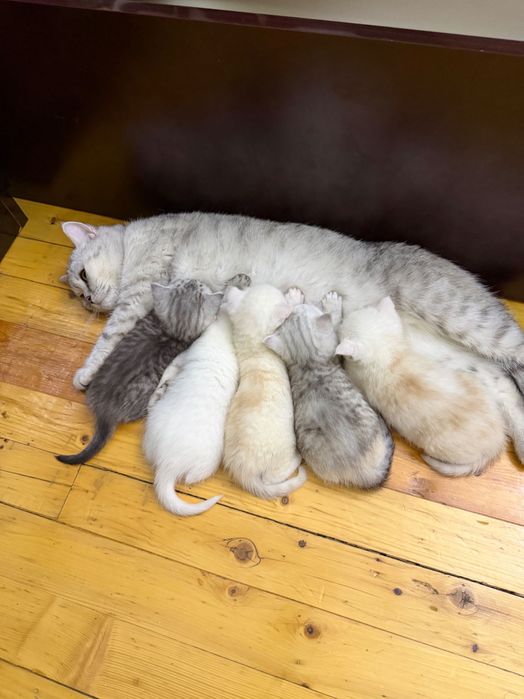 продаются скоттиш cтрайт и фолд чисто кровьный котята