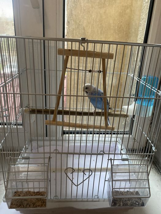 Волнистый попугай