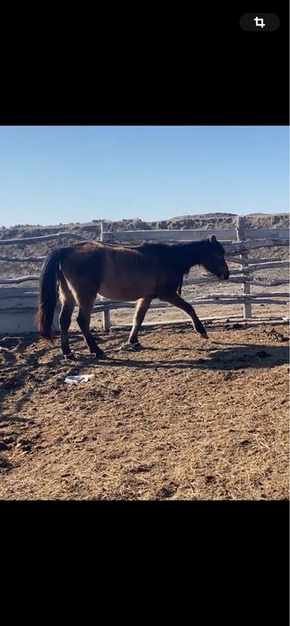 Буаз бие 3 туған 550000