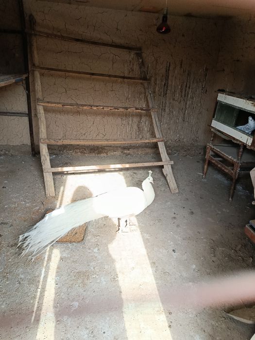 Белый Павлин самец