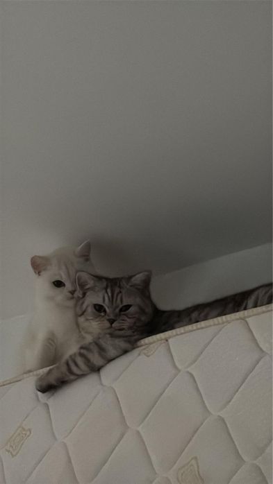 Donez British short hair