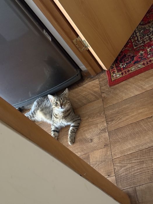 Котик  домашний