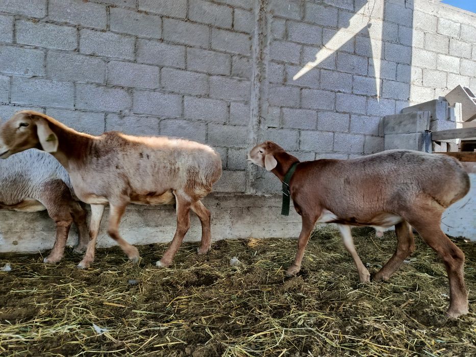 Арашан кошкар 250 мың