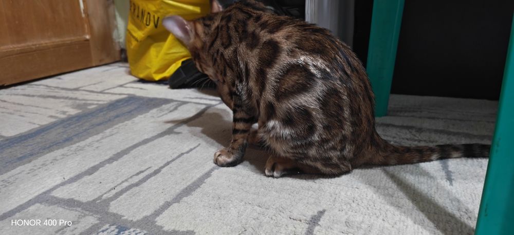 Чистокровные бенгальские котята