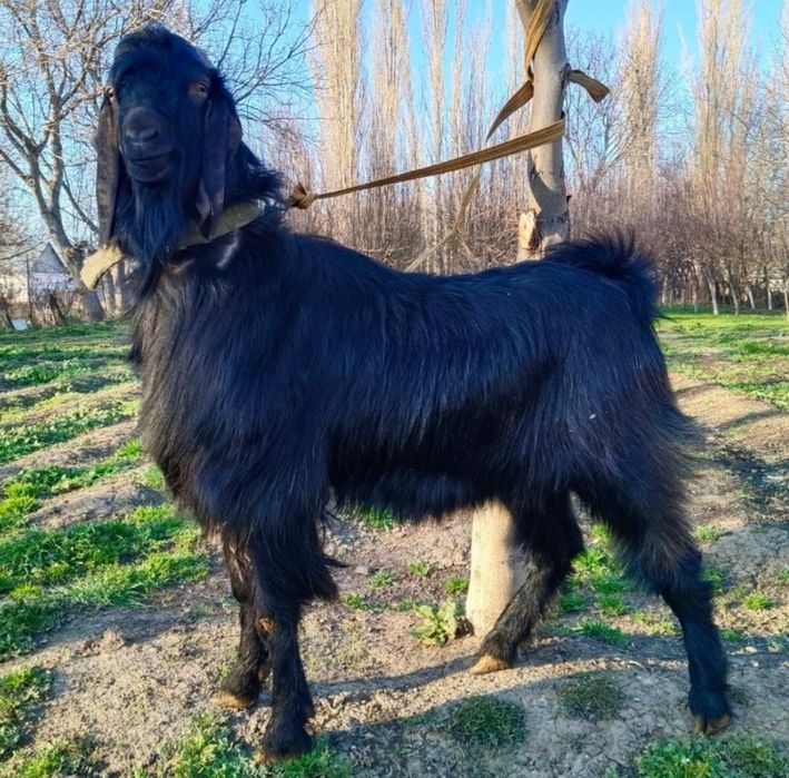 Индийский козёл Битал.