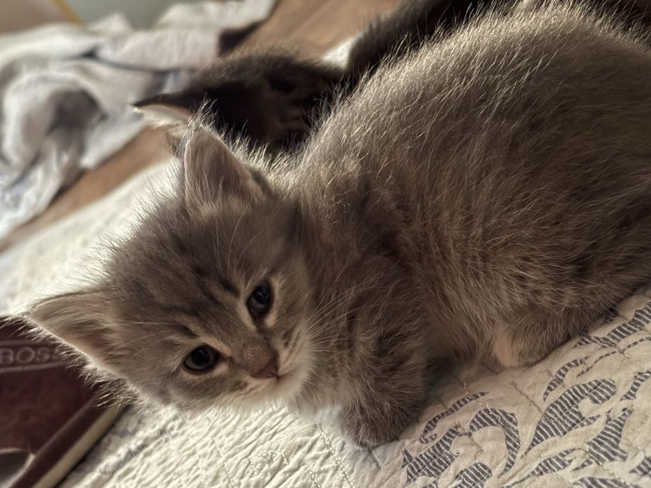 Отдам котят в добрые руки