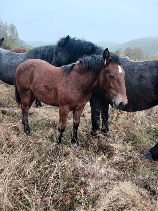 4 Iepe de vanzare si 2 manji