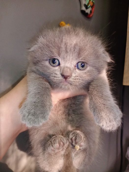 Срочно Скоттиш Фолд и Скоттиш Страйт чистокровные