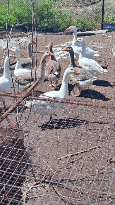 Молодые гуси и петрушки