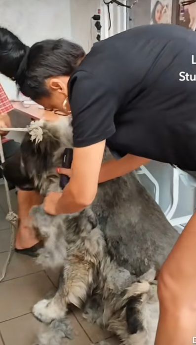 Frizerie canină ayșa