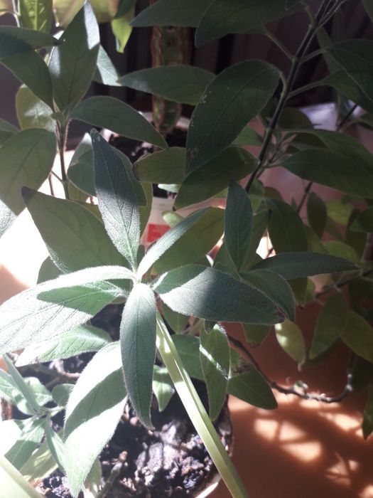 Продам комнатные растения