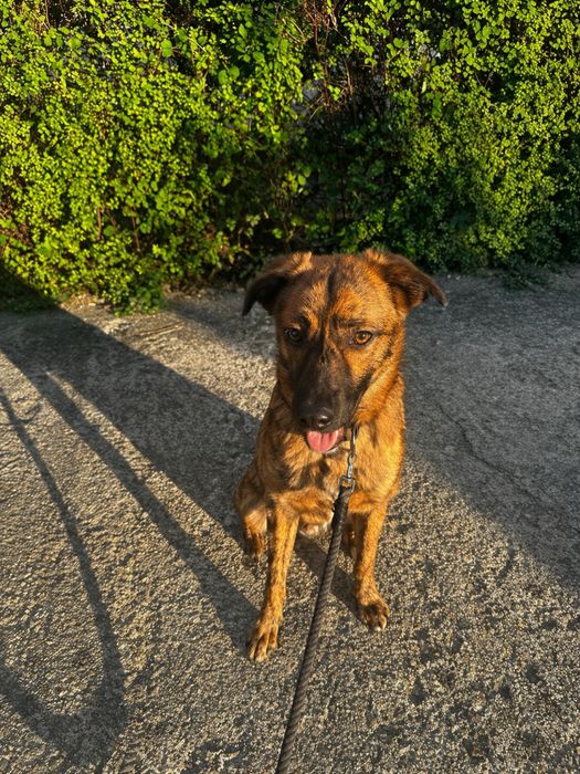 Ofer spre adoptie pui de caine
