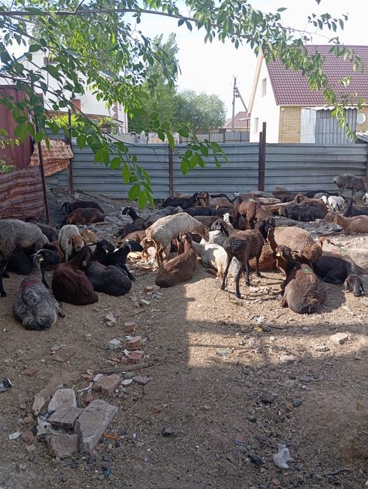 Бараны хорошие разной цены