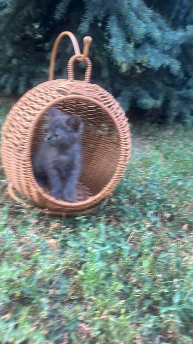 British shorthair