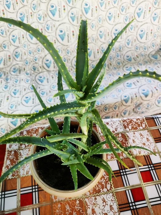 Лечебное алоэ, каланхоэ. Доставка