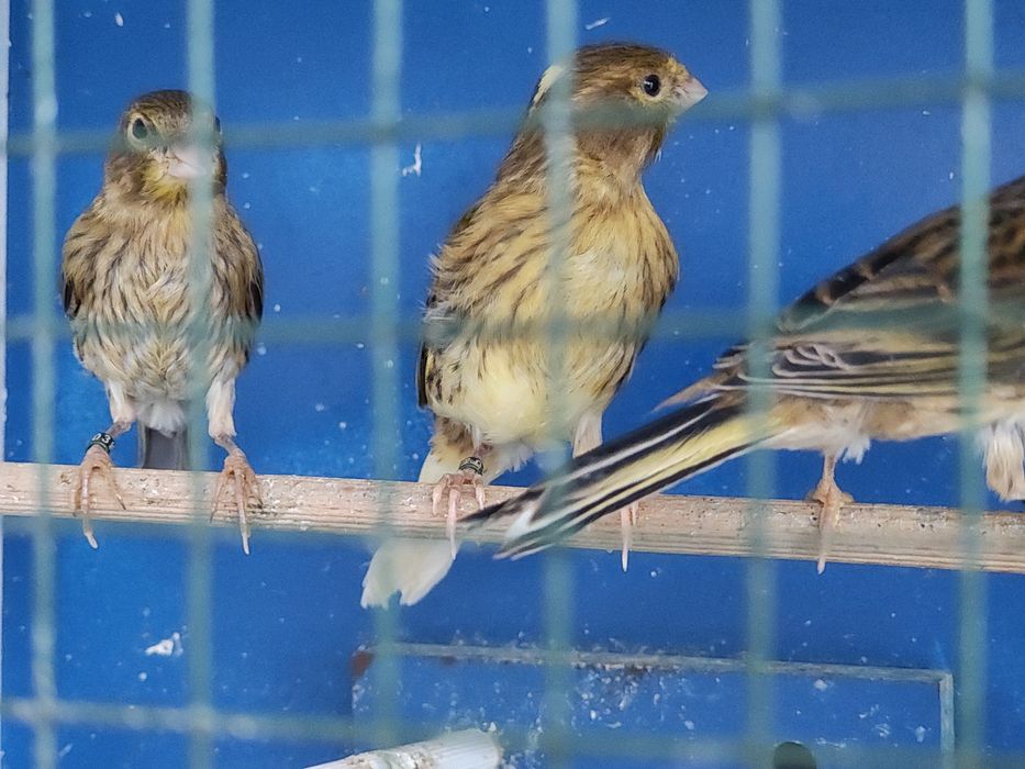 Canari de vânzare.
