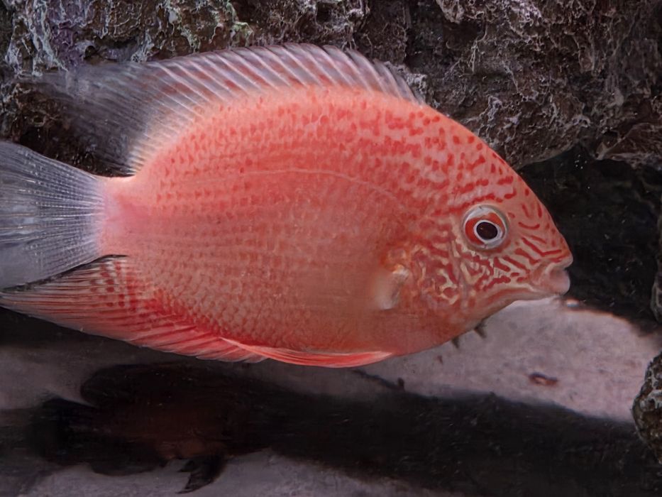 Северум красноточечный, 10см.