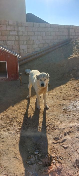Туркмениски Алабай собака