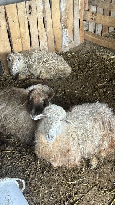 Қой!Тоқты сатылады!