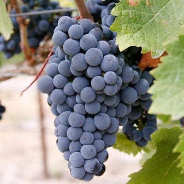 Vând strugurii de vin albe/negre