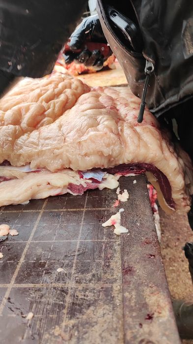 Жирные лошади на согым в Астане