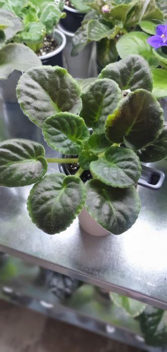 Продам сортовые фиалки