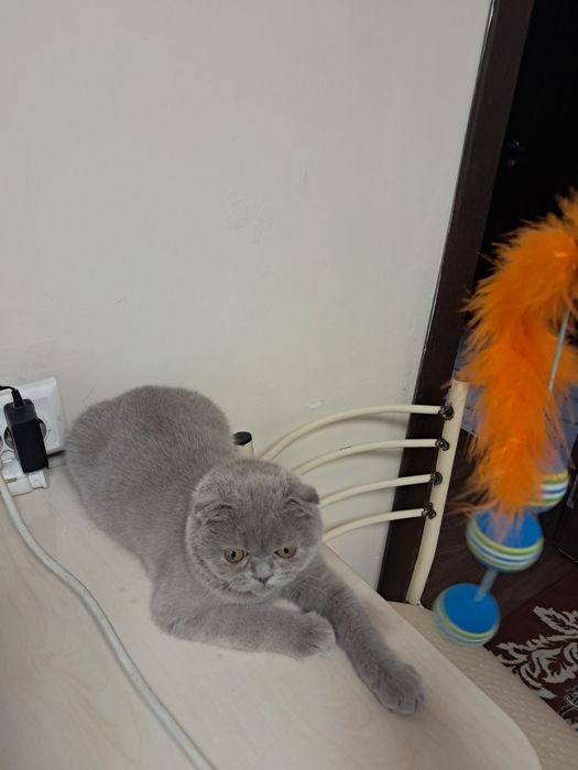 Шотланский скотиш фолд