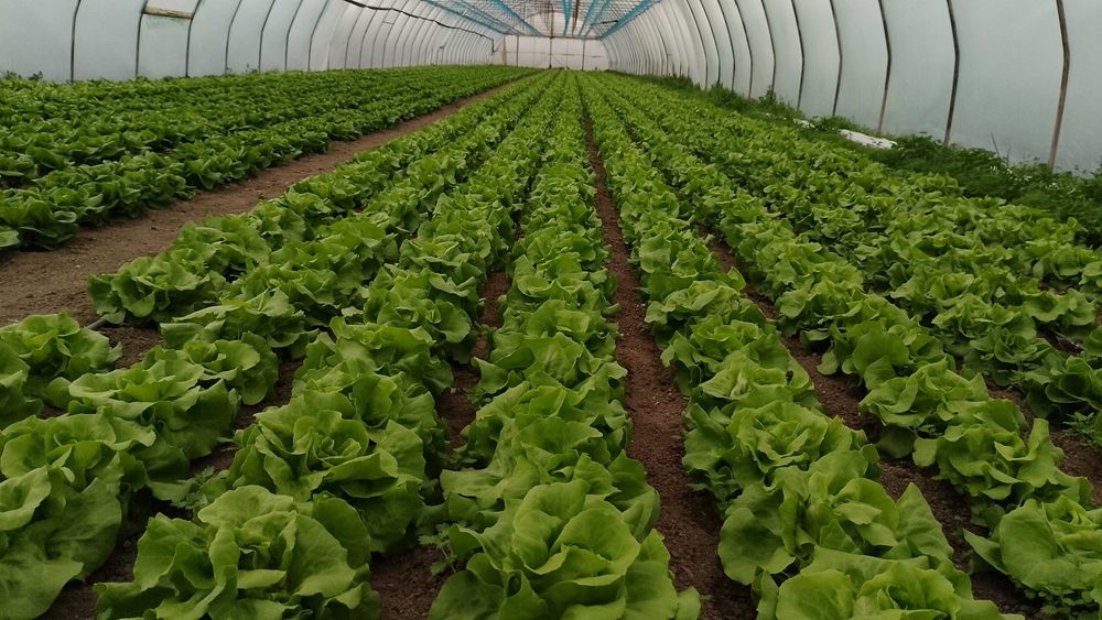 Legumele din sere bio salata si alte legume