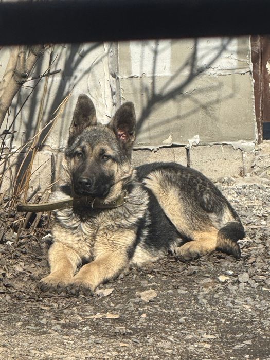 Продам восточно европейскую овчарку