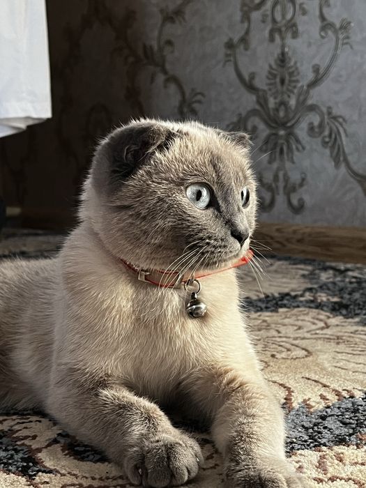 Siamess zotli mushuk sotiladi!!!