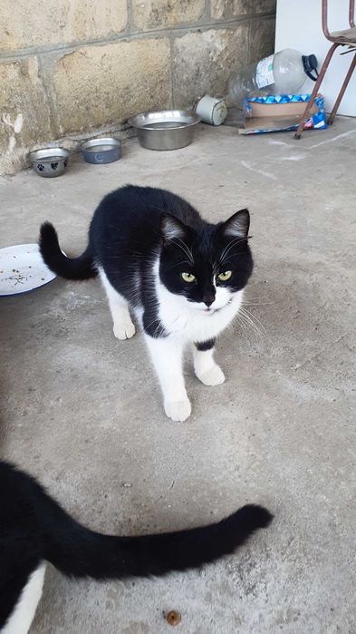 Травмирана котка остава на улицата