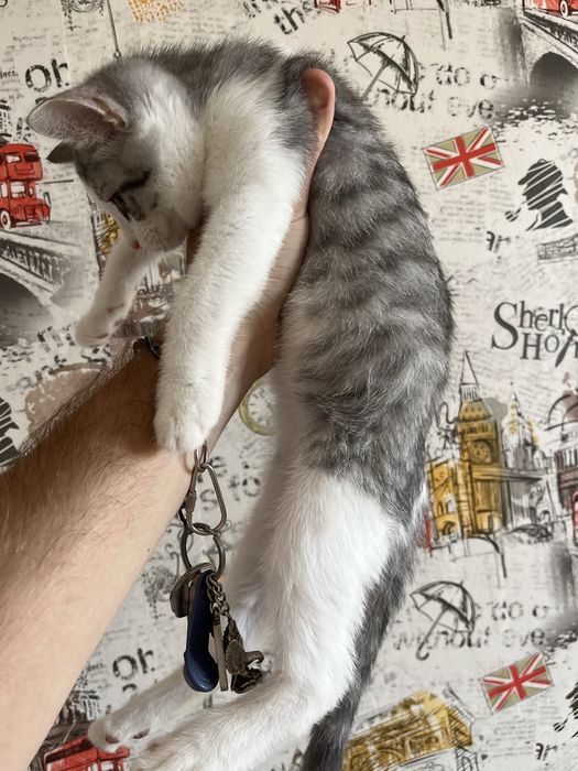 Отдам котенка (мальчик) в добрые руки