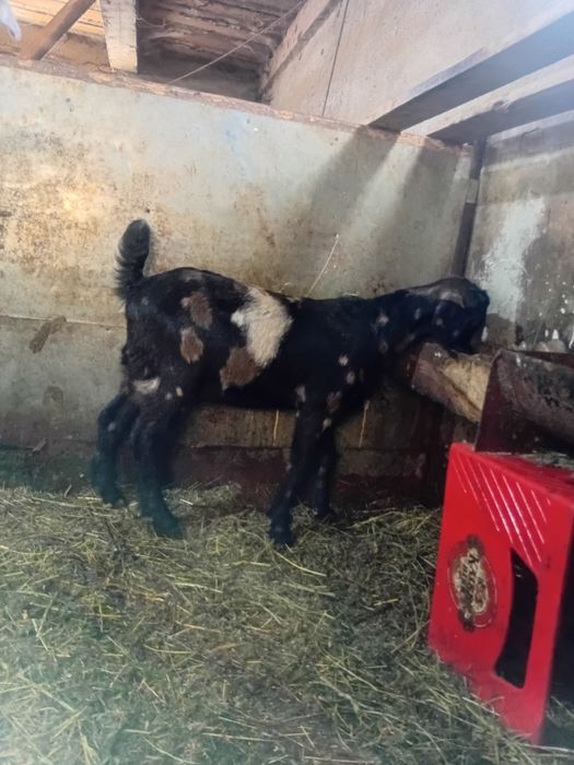 Vând iada anglonubiana f5