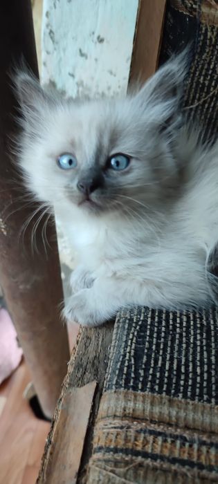 Продам котят сиамских