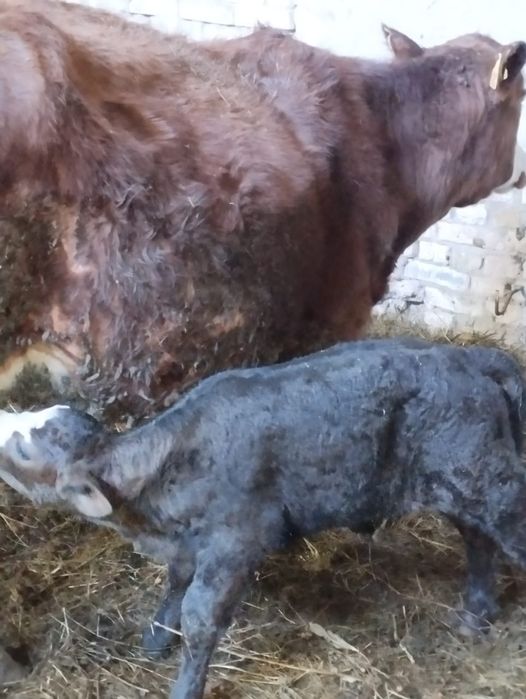 Продам корова с теленка
