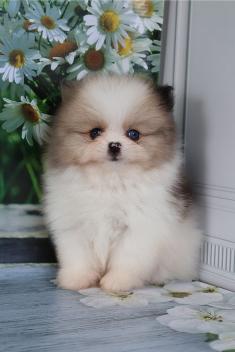 Щенки шпица с документами