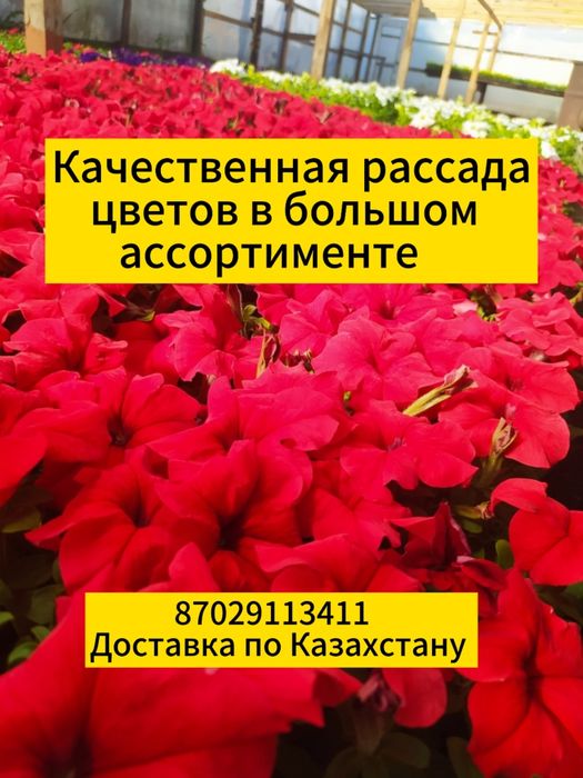 Петуния рассада цветов