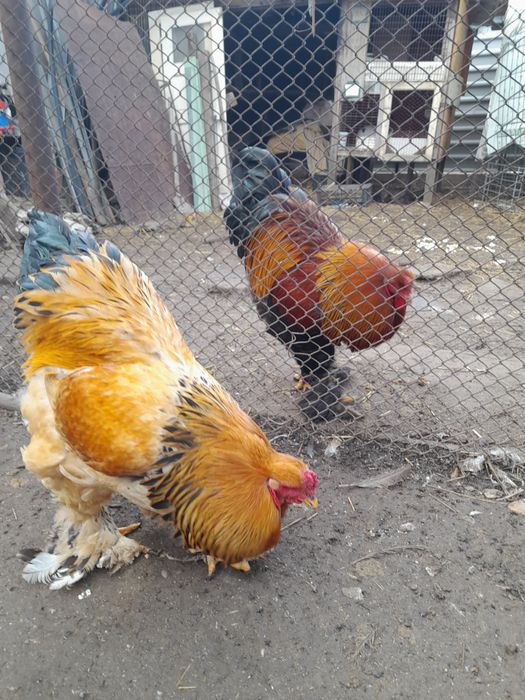 Brahma Gold Laced BSO Potârnichiu Porțelan HD HDA HÎ Columbia Cochinc