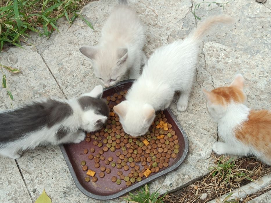 Отдам котят в добрые руки