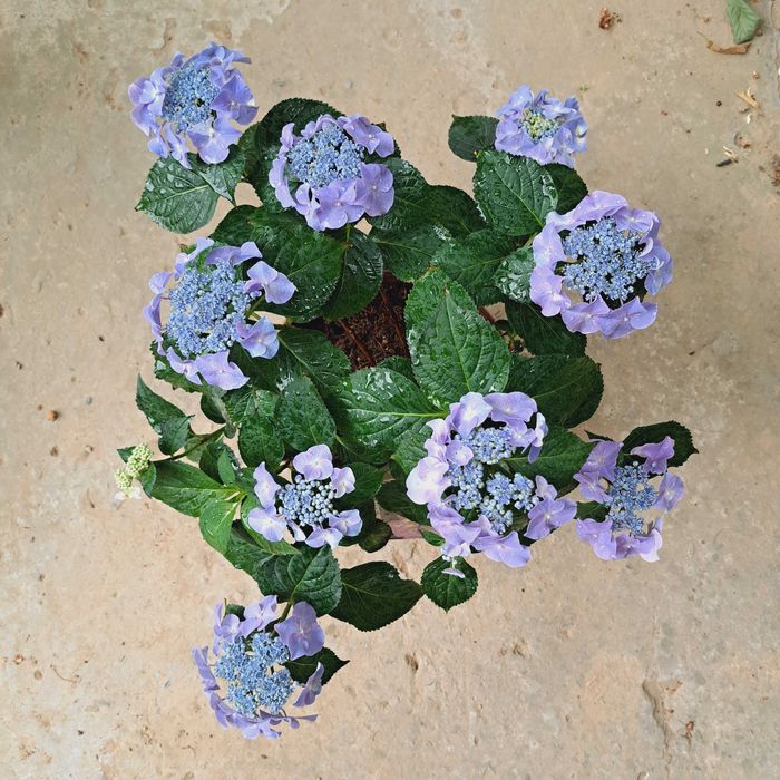 Гортензия с бутонами